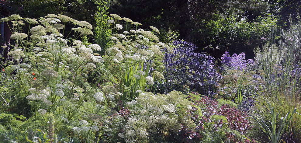 Wiltshire special plants